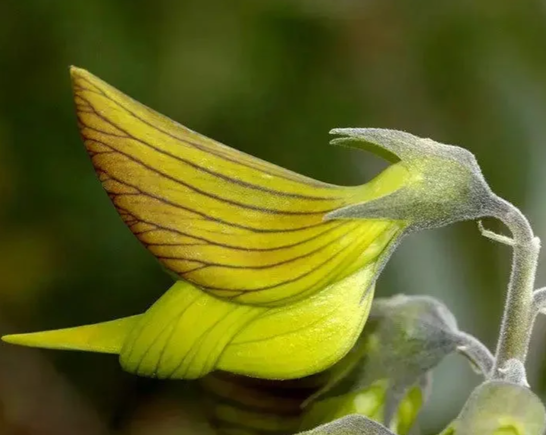 The Cyan Birdflower seeds, Regal Birdflower seeds✨🎉46% OFF