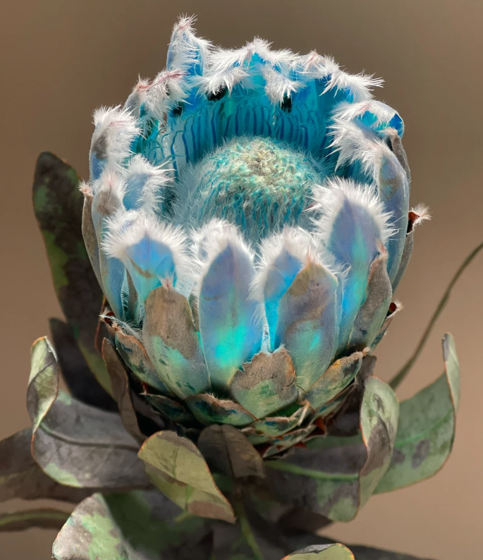 ❄️Mysterious and rare blue ice princess flower seeds❄️100pcs/ 50pcs/ 20pcs