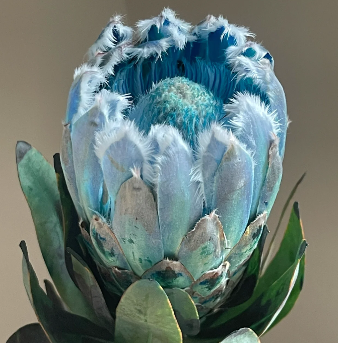 ❄️Mysterious and rare blue ice princess flower seeds❄️100pcs/ 50pcs/ 20pcs