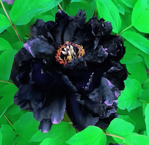 Rare black peony seeds, flower garden balcony planting green plants cold-resistant