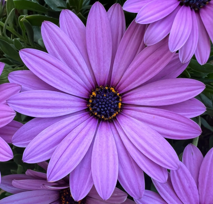 Blue eye chrysanthemum seeds