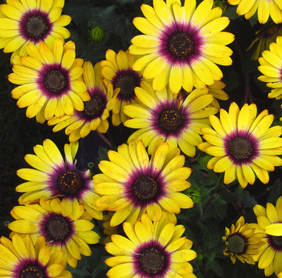 Blue eye chrysanthemum seeds