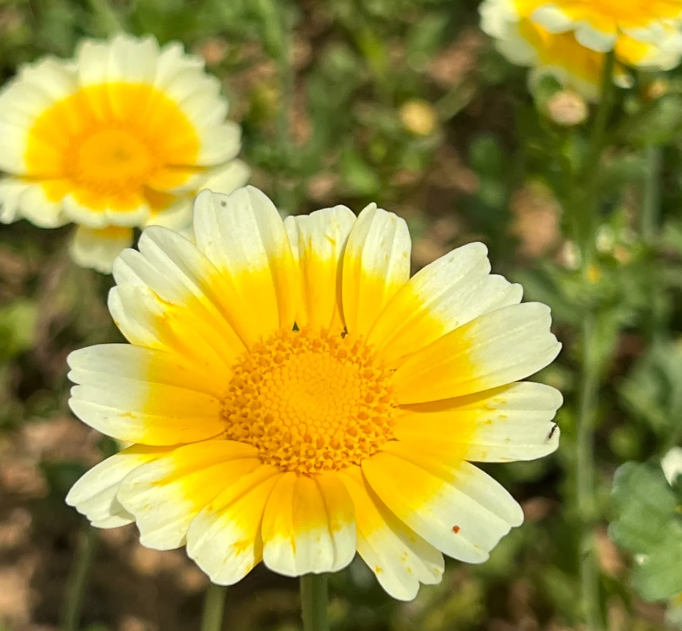 Chrysanthemum coronarium flower seeds