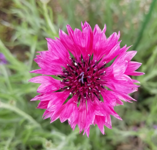 Cornflower - Blue Boy (Centaurea) seeds