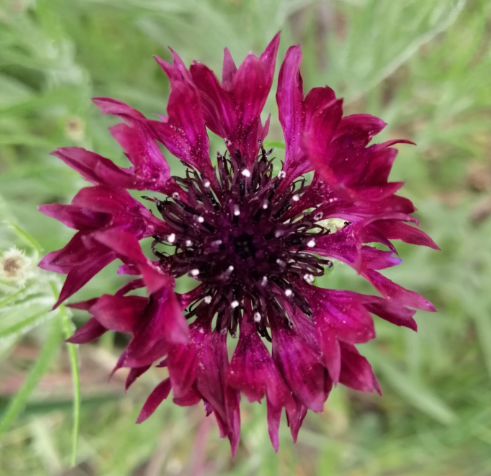 Cornflower - Blue Boy (Centaurea) seeds