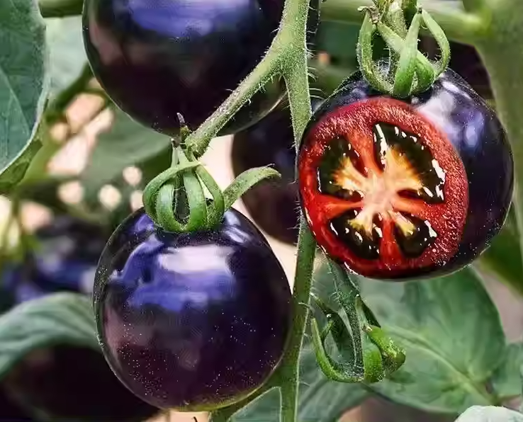 🍬Sugar Bomb-💎Dark Purple Diamond Tomato Seeds🍅