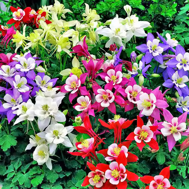 🎇🥳Hot Sale-McKana Giants Mix Columbine Seeds🌼