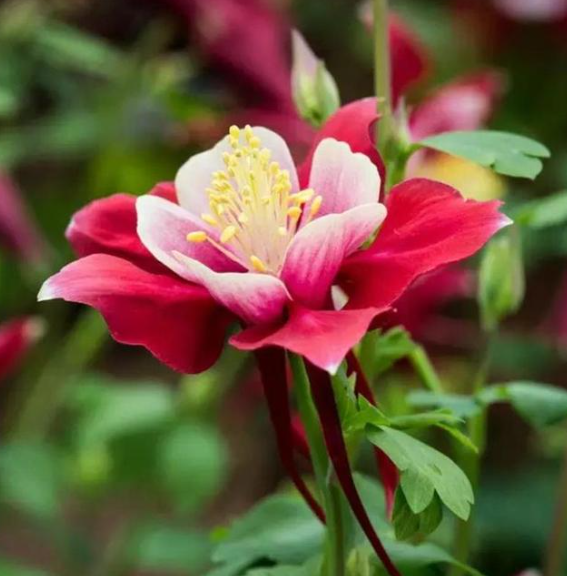🎇🥳Hot Sale-McKana Giants Mix Columbine Seeds🌼