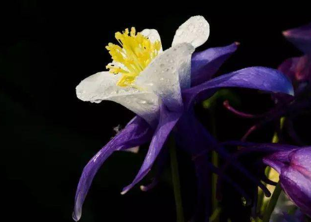 🎇🥳Hot Sale-McKana Giants Mix Columbine Seeds🌼