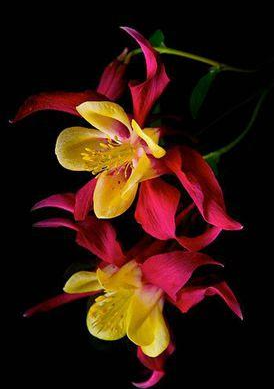 🎇🥳Hot Sale-McKana Giants Mix Columbine Seeds🌼