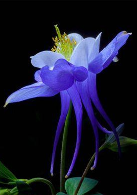 🎇🥳Hot Sale-McKana Giants Mix Columbine Seeds🌼