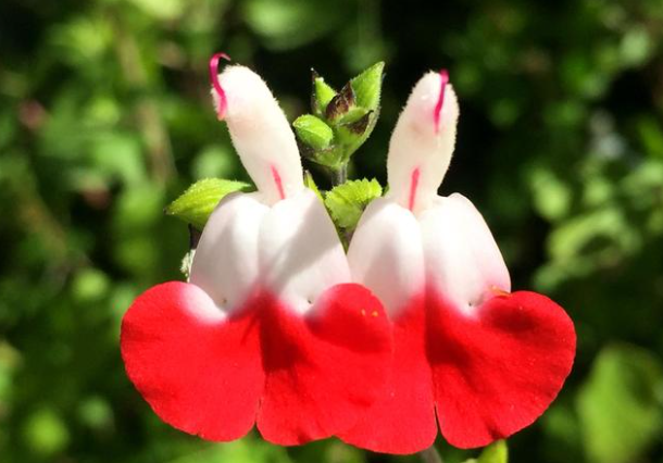 🍒Cherry Sage Seeds
