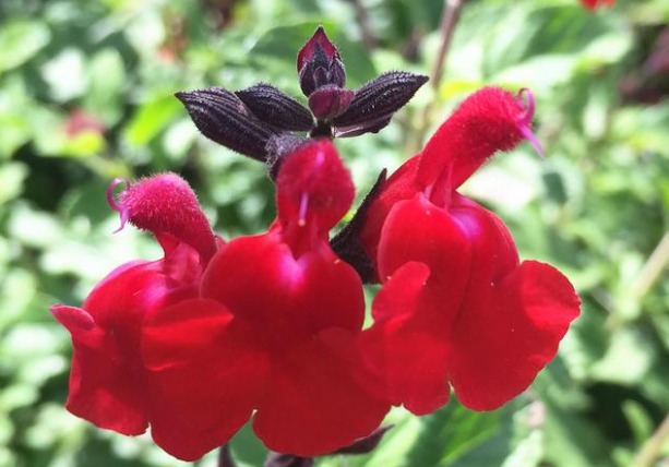 🍒Cherry Sage Seeds