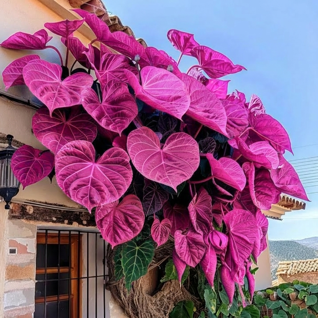 🌿💜Purple Heart Vine Bulbs