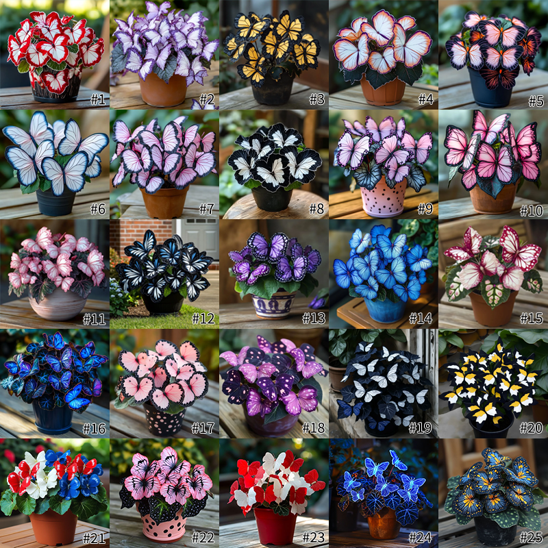 Butterfly Begonia Seed Series 🦋🌺 Bonsai Hanging Basket Garden