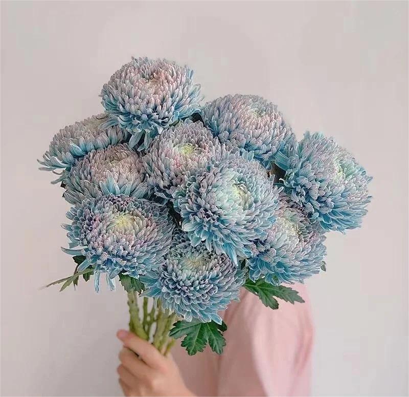 Peony Chrysanthemum Seeds