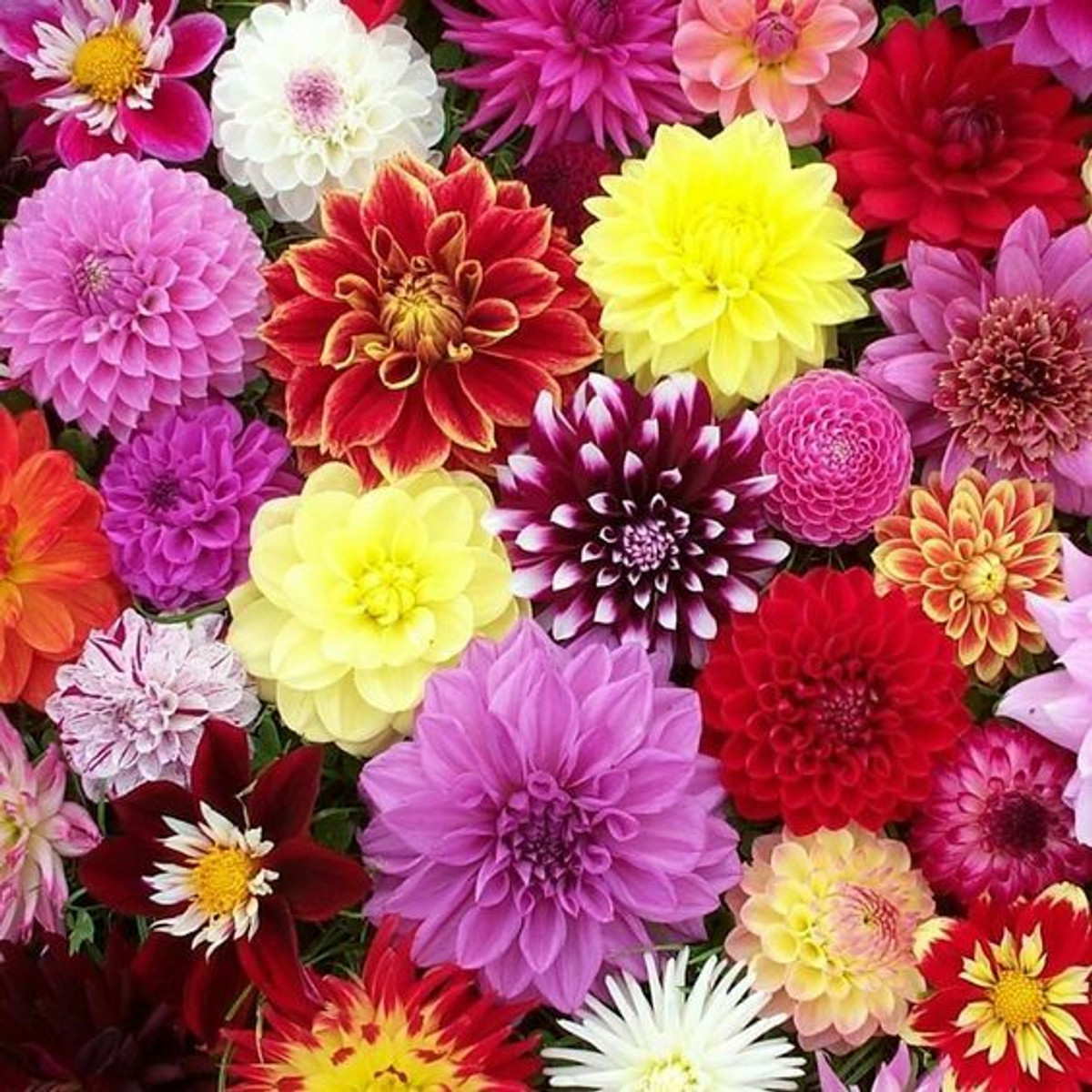 🔥2024 Spring Hot Selling💐Mixed Color Dahlia Seeds