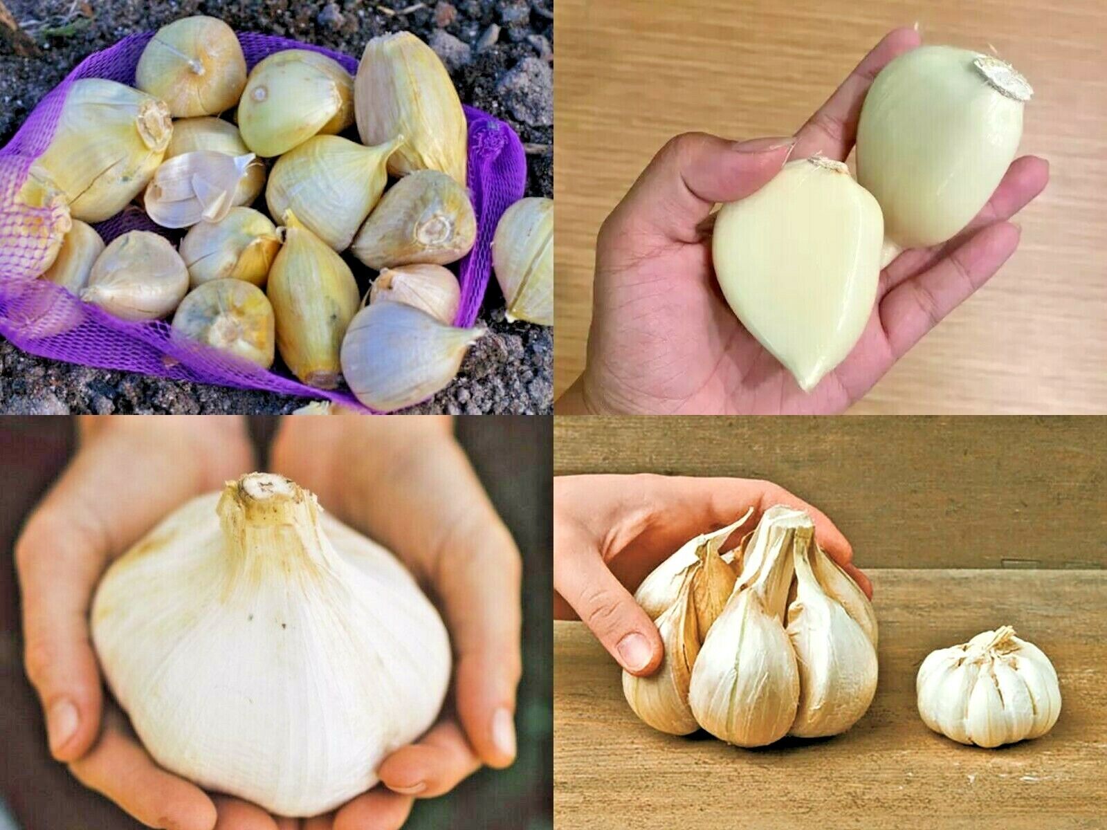 Garlic, Elephant Garlic Seeds Fresh harvest healthy USA garlic seed clove bulb