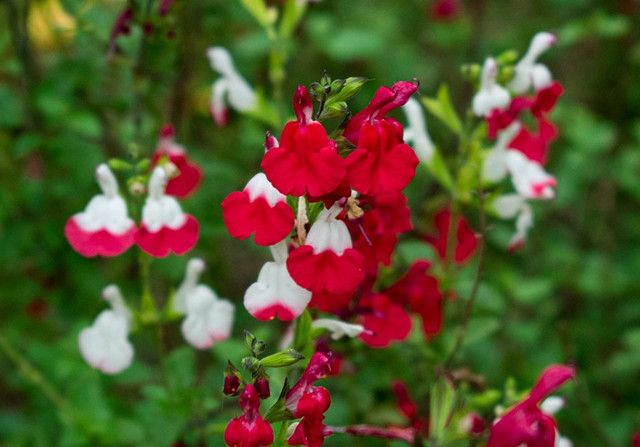 ✨Witness Of Spring-🍒Cherry Sage Seeds🌼