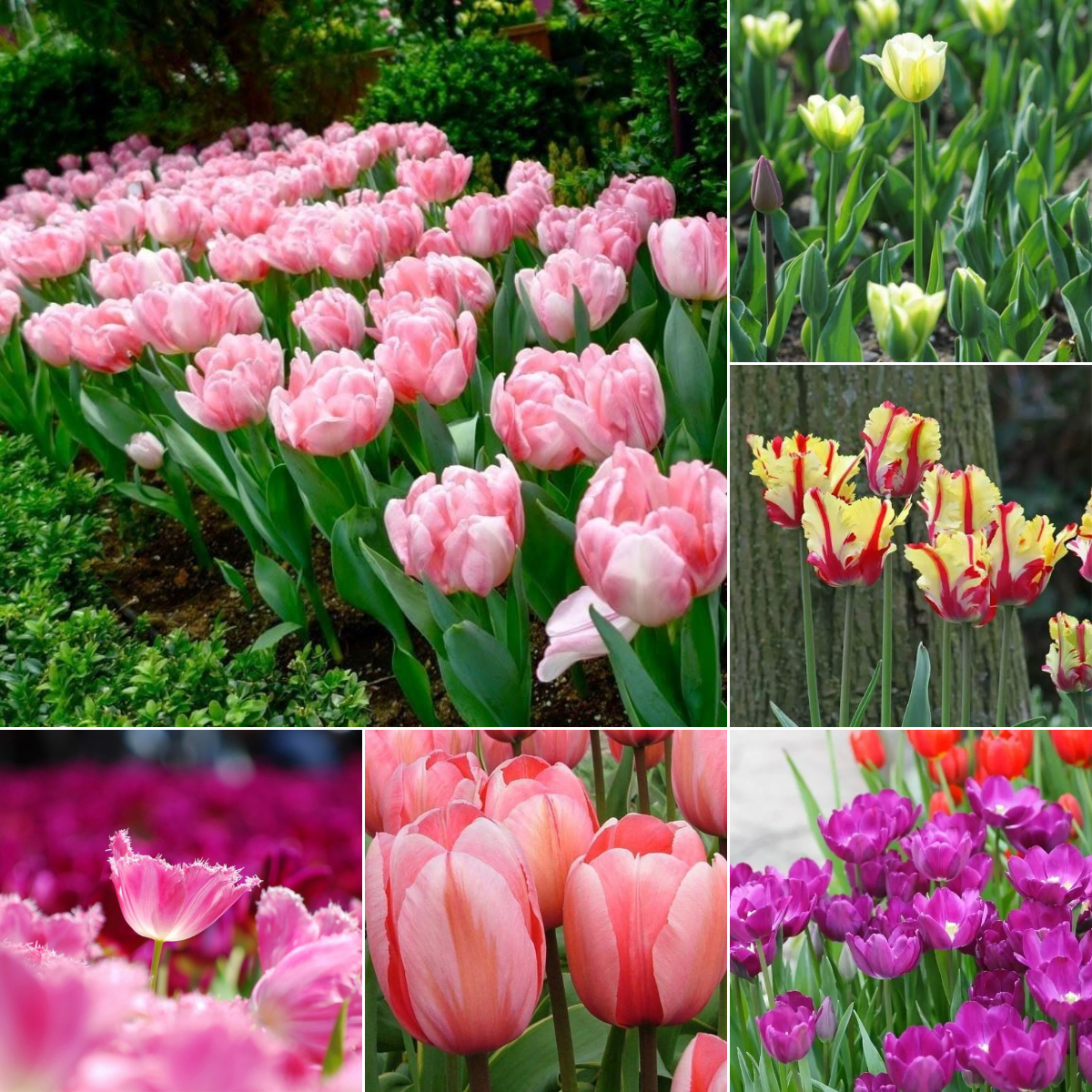 NEW!!!100pcs/ Bag-Tulip Seeds Garden Flower Plant Flowers