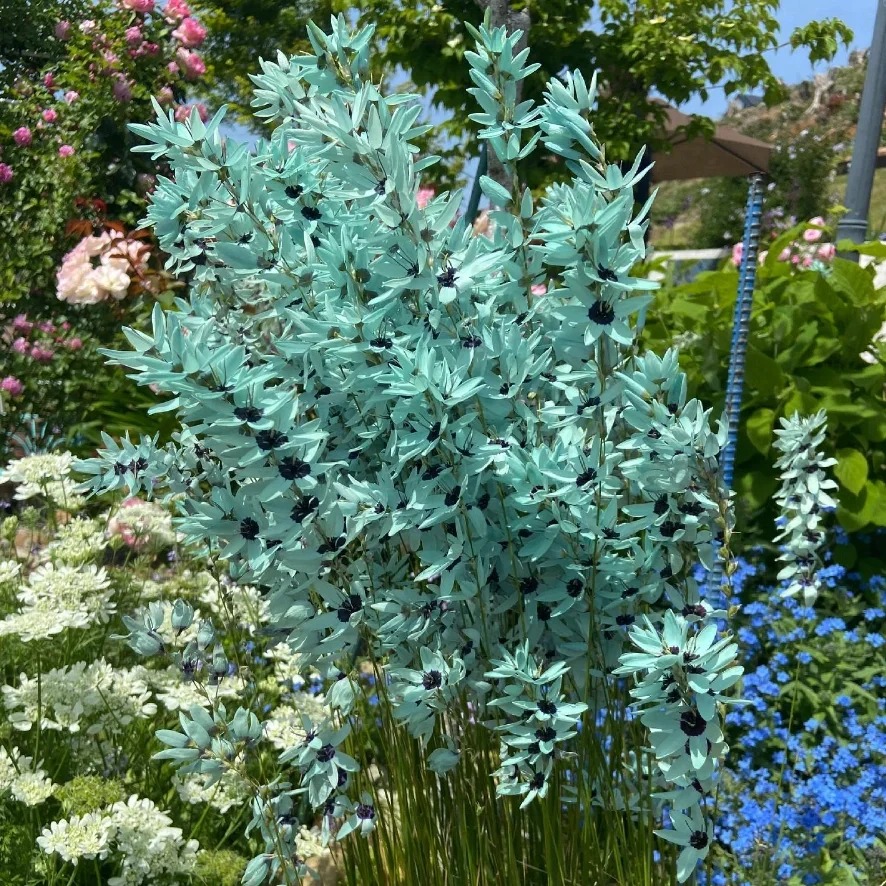 🌱 Rare Ixia viridiflora Bulbs – A Spring Garden Gem!