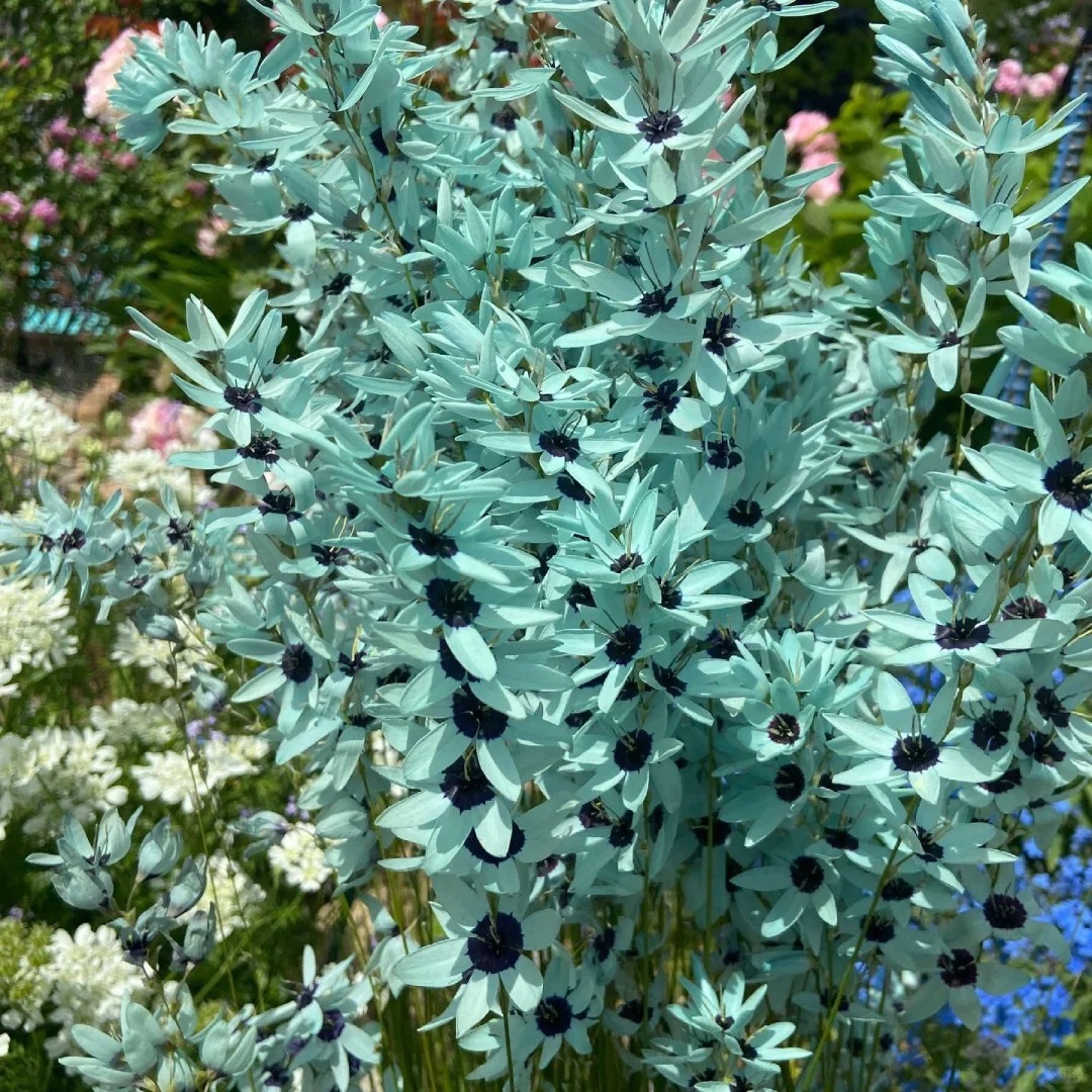 🌱 Rare Ixia viridiflora Bulbs – A Spring Garden Gem!