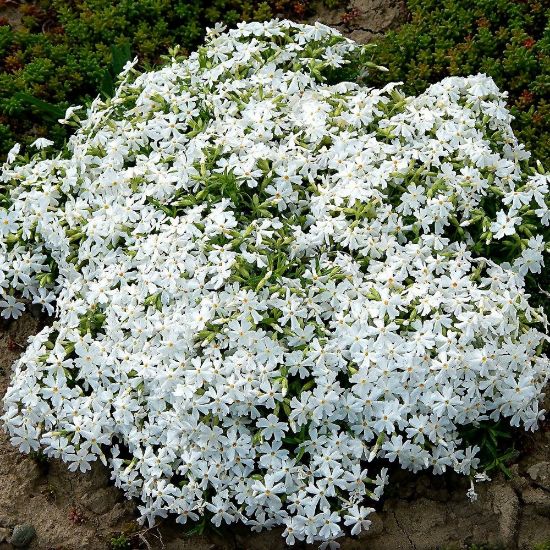 🌱Excellent Ground Cover✨Creeping Phlox Seeds