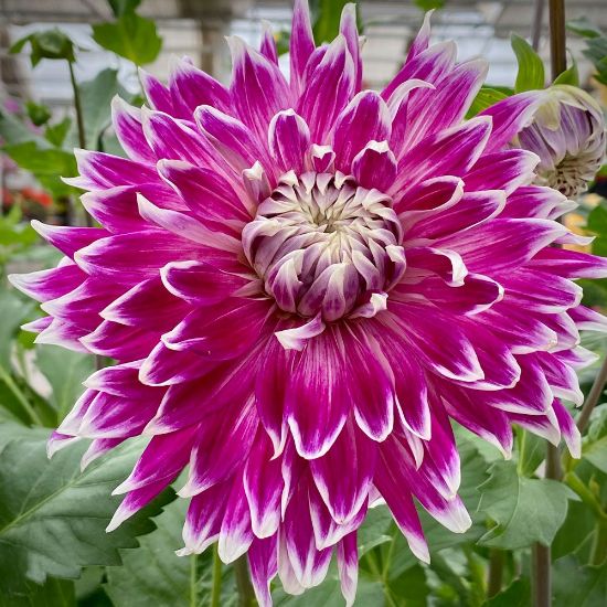 🔥Selected Large-flowered Varieties🌼Dahlia Seeds