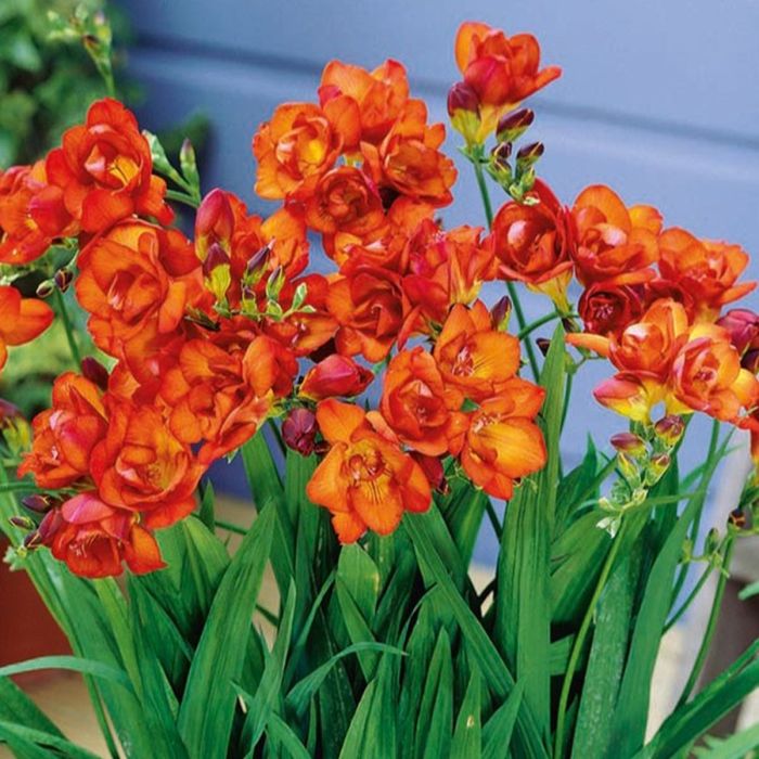💐 Brighten Your Garden💖 Freesia Bulbs