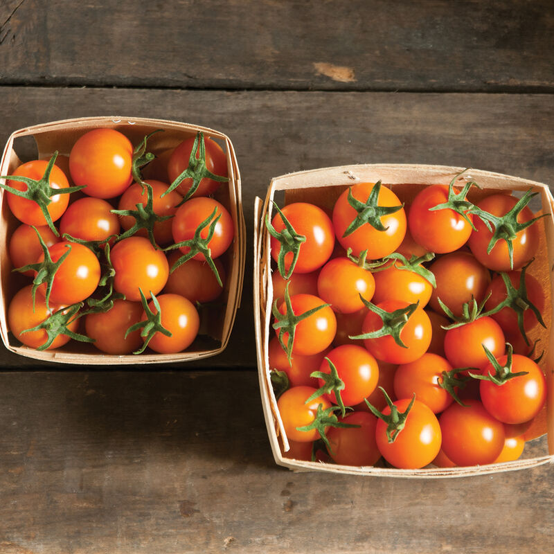 🧡🍅Sweet Orange Cherry Tomatoes Seeds