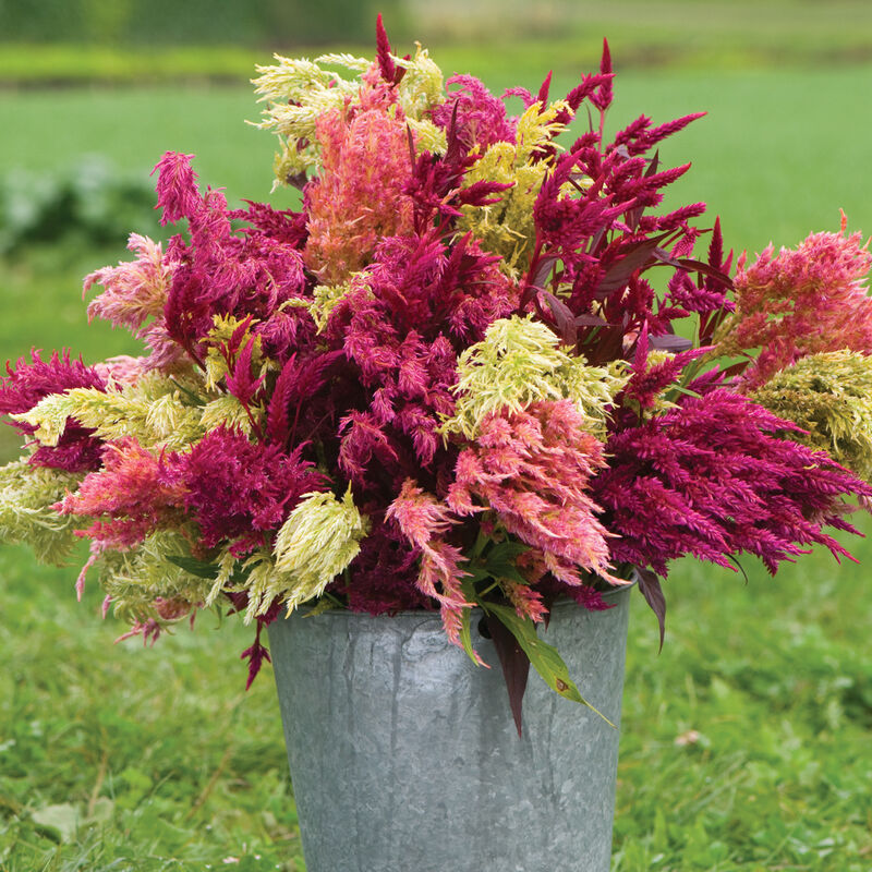 ✨Hot Selling🤩Mixed Pampas Plume Celosia Seeds