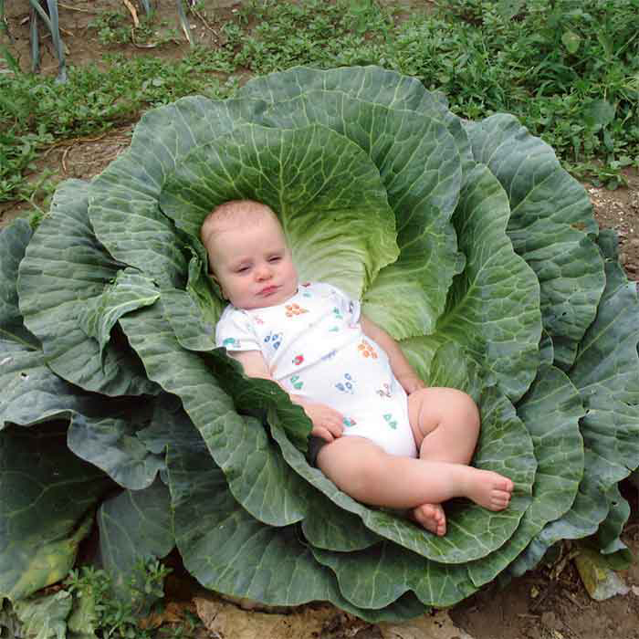 🥬 Giant Russian Cabbage Seeds: Grow Big, Bold, and Beautiful!