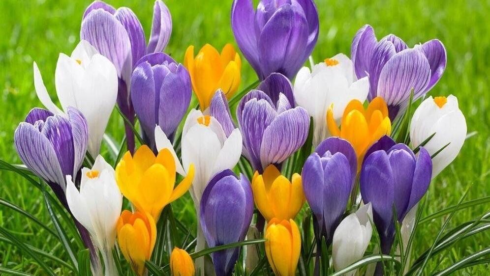 Crocus lawns are perfect for pollinators and garden lovers