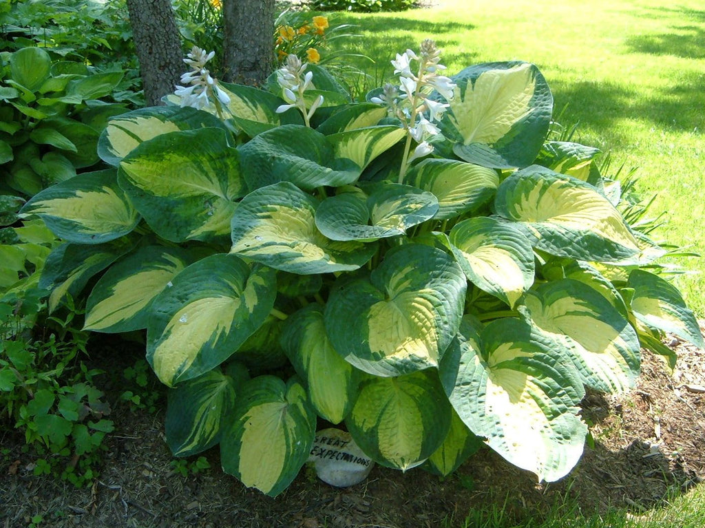 Great Expectations Hosta | New Life Nursery