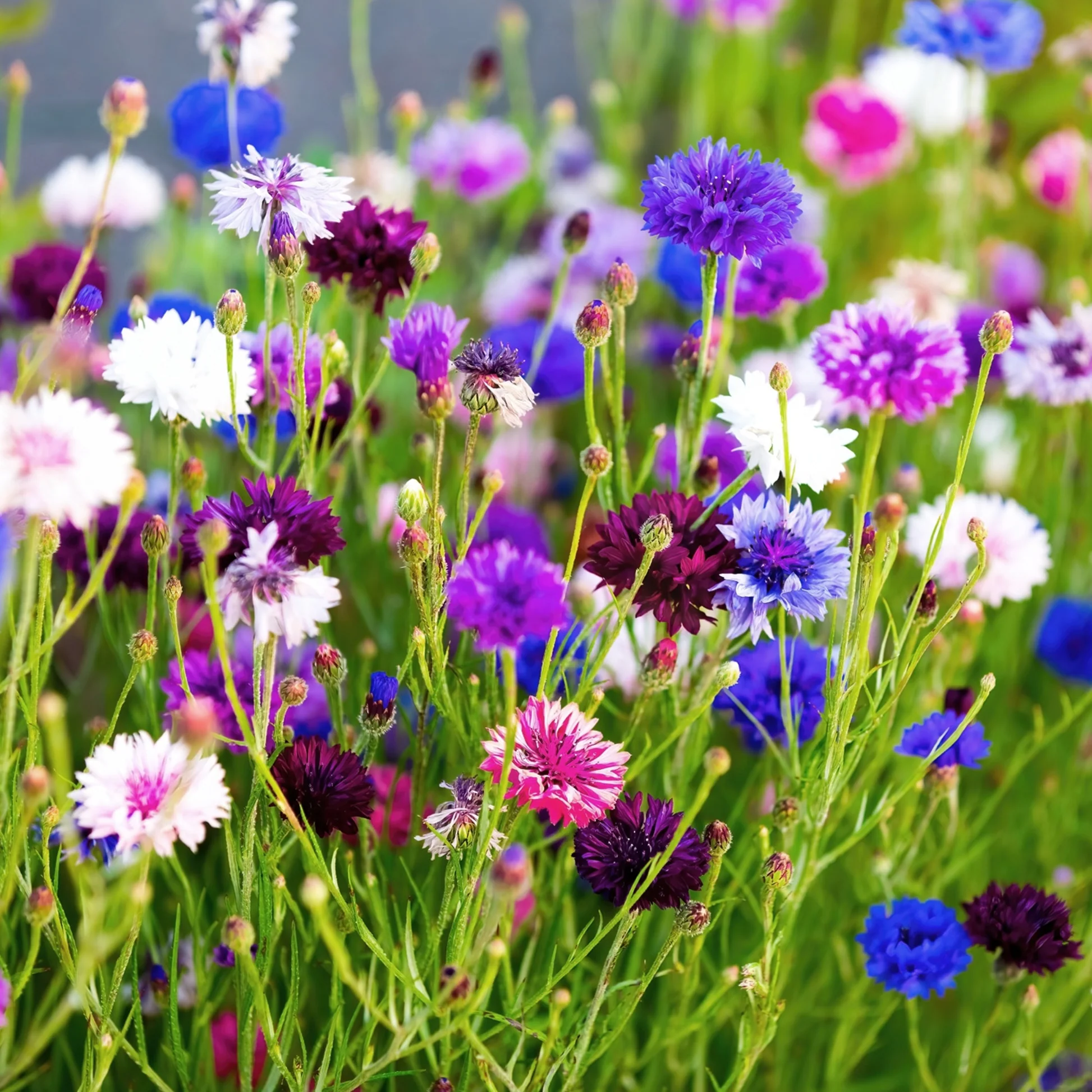 🌸 Cornflower Seeds – Effortless Color for a Picture-Perfect Garden