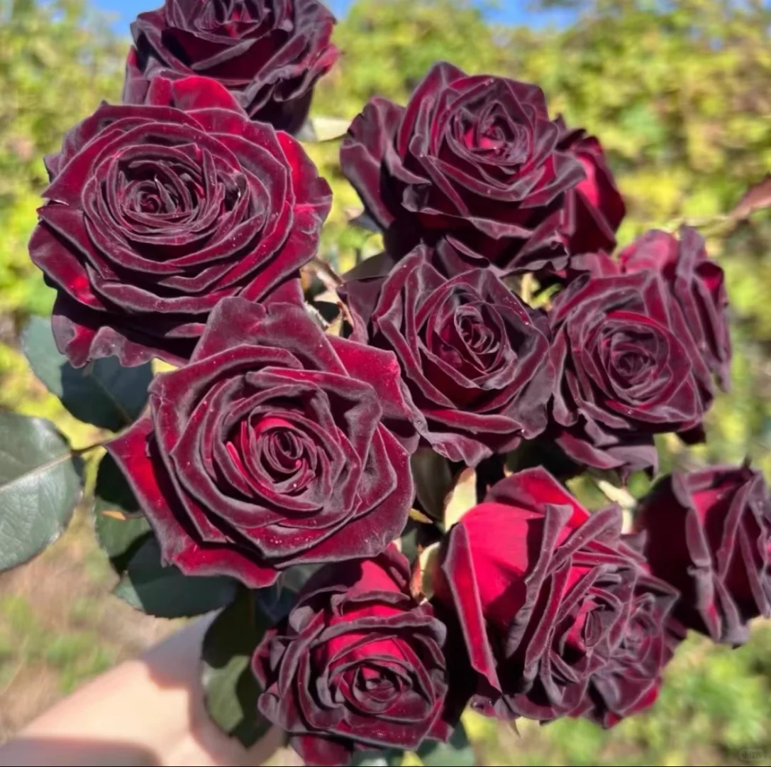 🖤Rare Black Baccara Rose🌹A black rose with a super velvety feel!