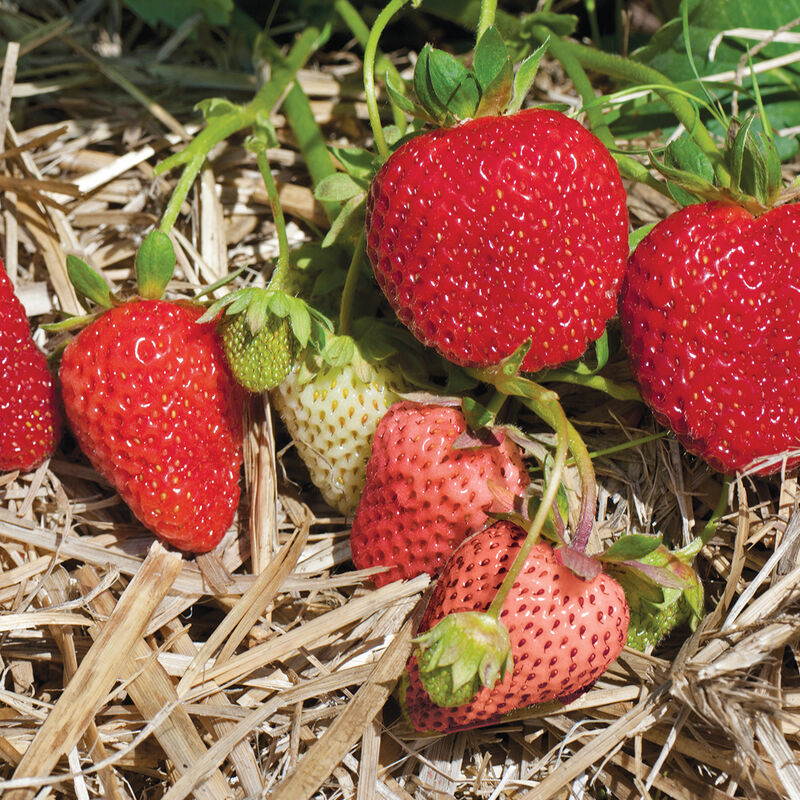 🍓 Albion Strawberry Seeds - Everbeaer / All Season