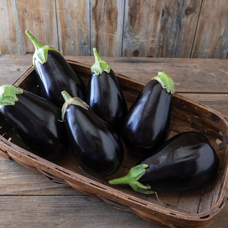 Thanos F1 Eggplant Seeds