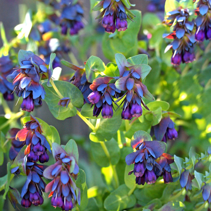💙Honeywort Seeds – Vibrant Blooms and Pollinator-Friendly Beauty!
