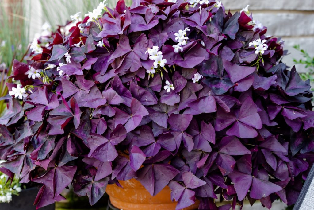 Oxalis 'Purple Shamrock' Care & Growing Tips | Horticulture