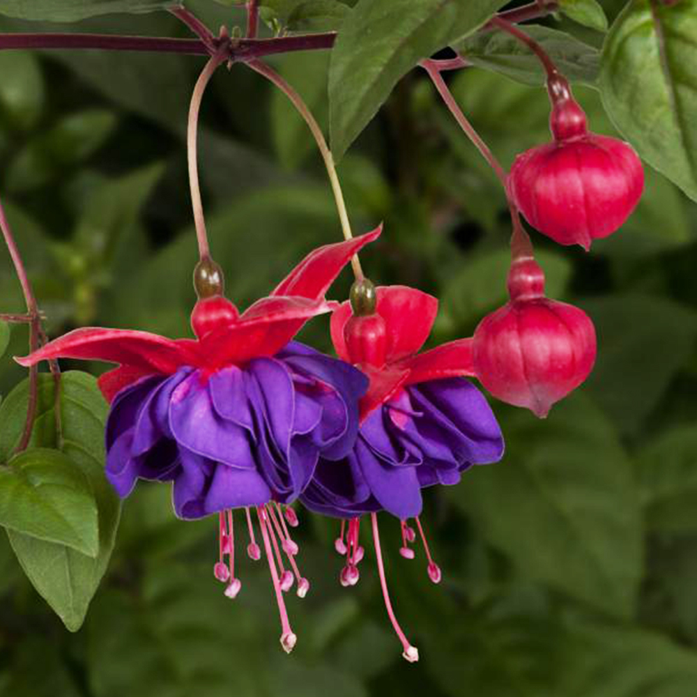 ✨2024 New❤️💜Fuchsia Trailing Dark Eyes Seeds