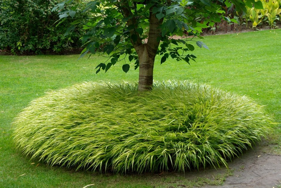 Hakonechloa macra 'Aureola'|golden hakonechloa/RHS Gardening