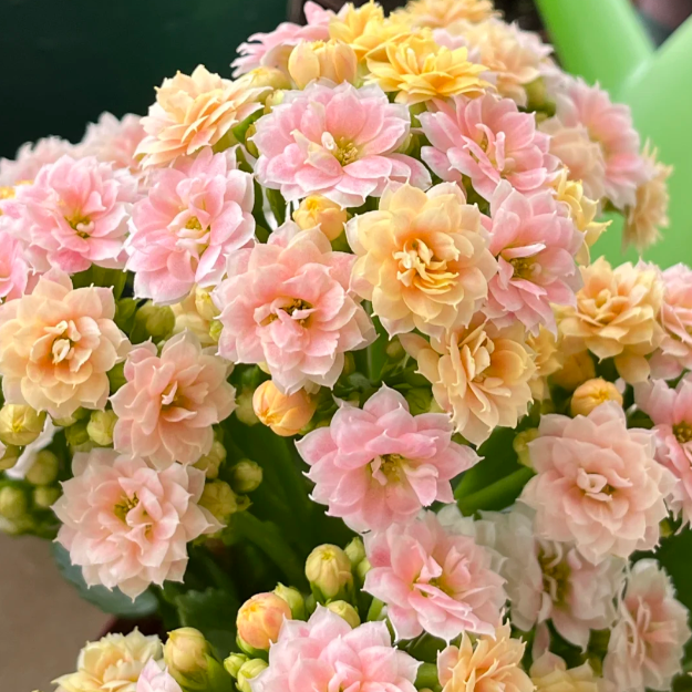 🌺Golden Fox Kalanchoe Seeds—Health And Longevity