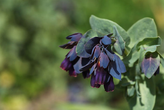 Honeywort - Herb Seeds | The Thyme Garden