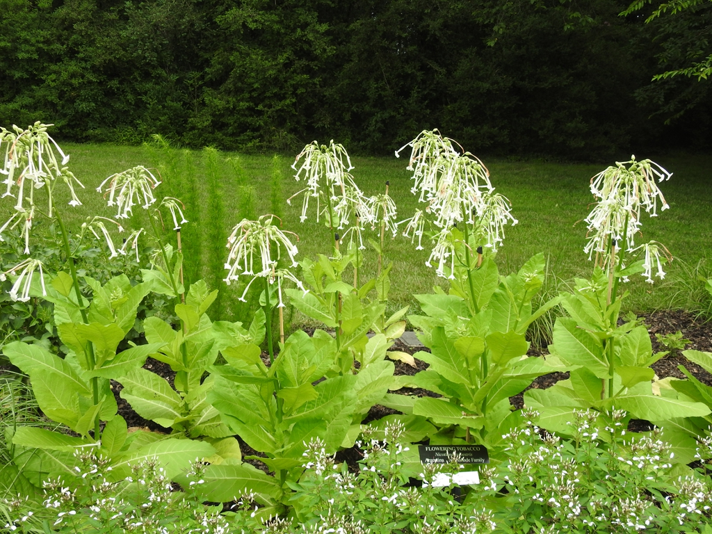 Nicotiana sylvestris (White Shooting Stars, White Tobacco) | North Carolina  Extension Gardener Plant Toolbox