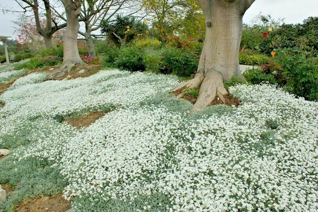 501+SNOW IN SUMMER Flower Seeds Perennial Flowering Groundcover Drought  Tolerant | eBay