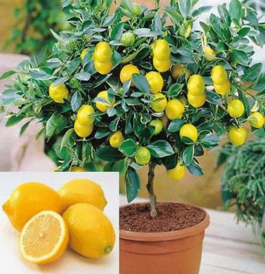 VERY RARE LEMON SEEDS