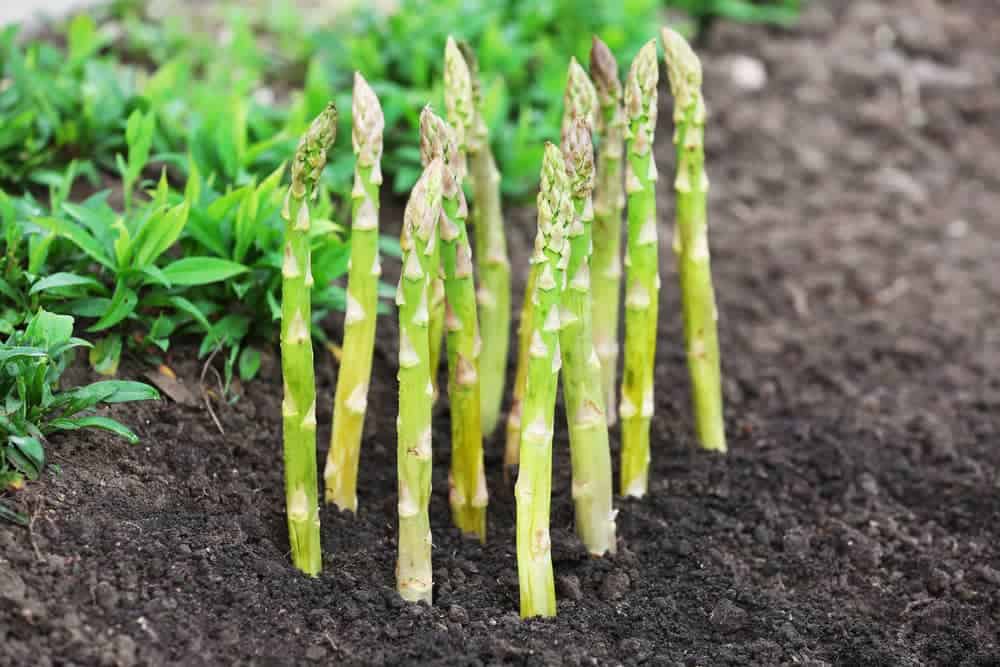 How To Grow Asparagus In Australia | Lawn.com.au