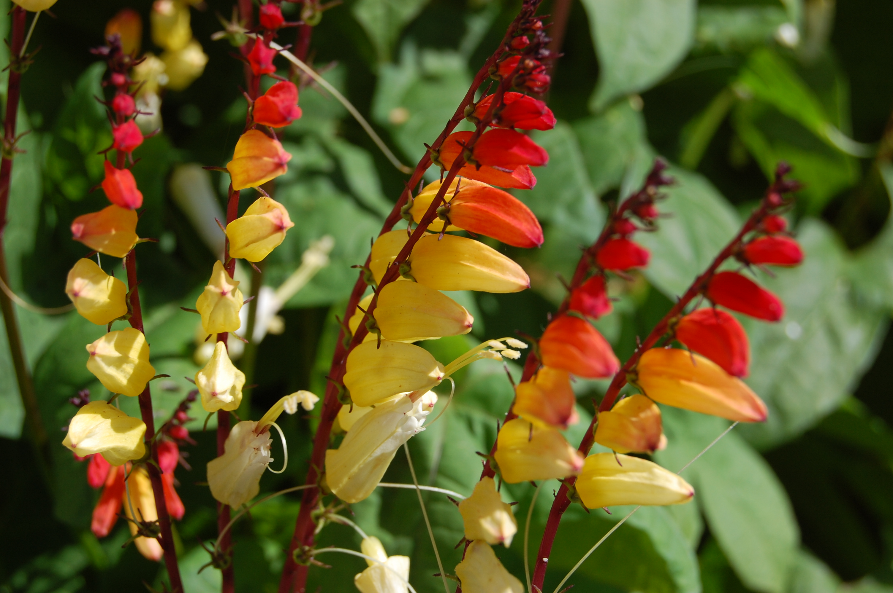 Ipomoea lobata | landscape architect's pages