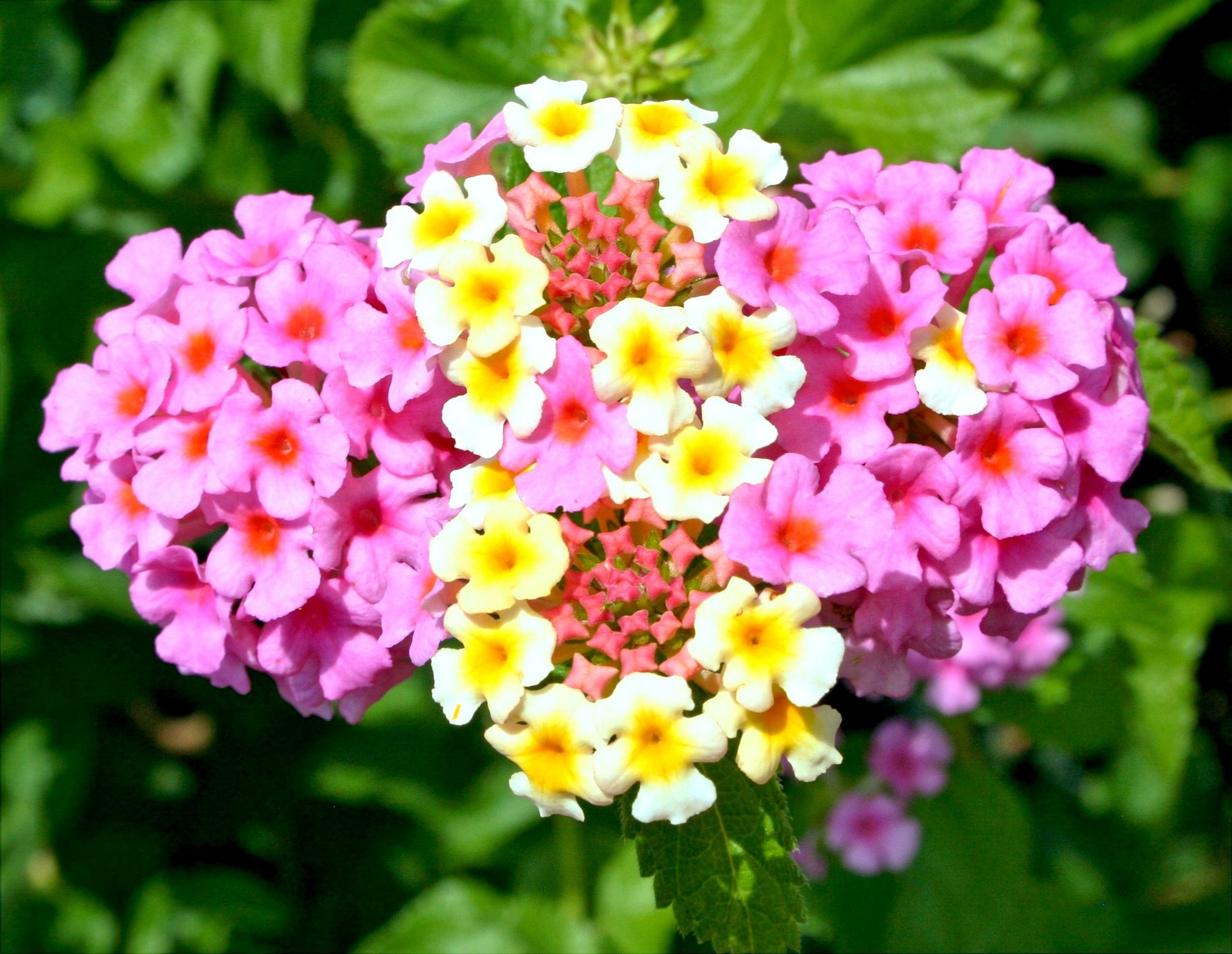 Lantana Flowers: Planting, Growing, and Caring for Lantanas